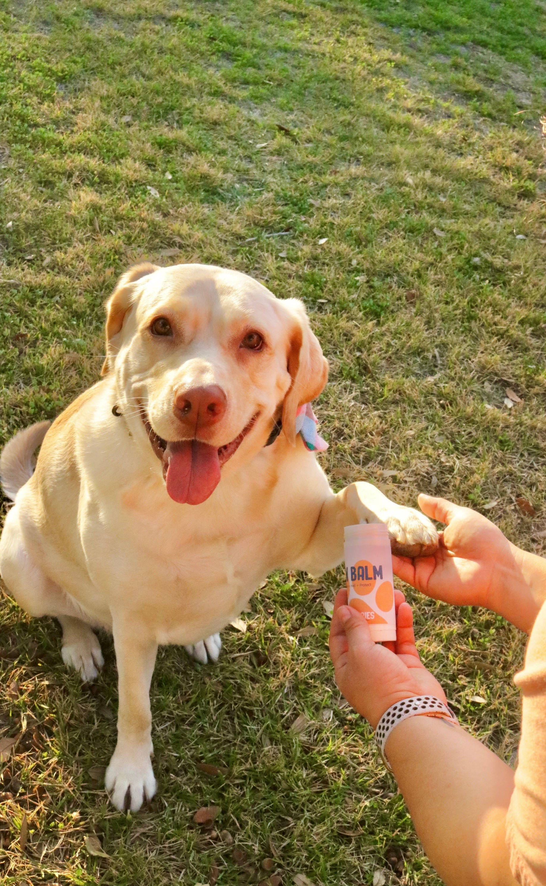 Large Paw Balm
