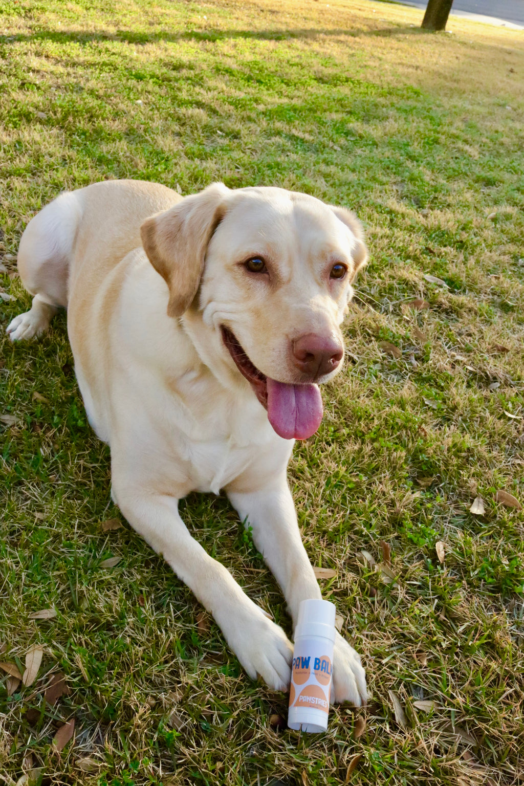 Large Paw Balm