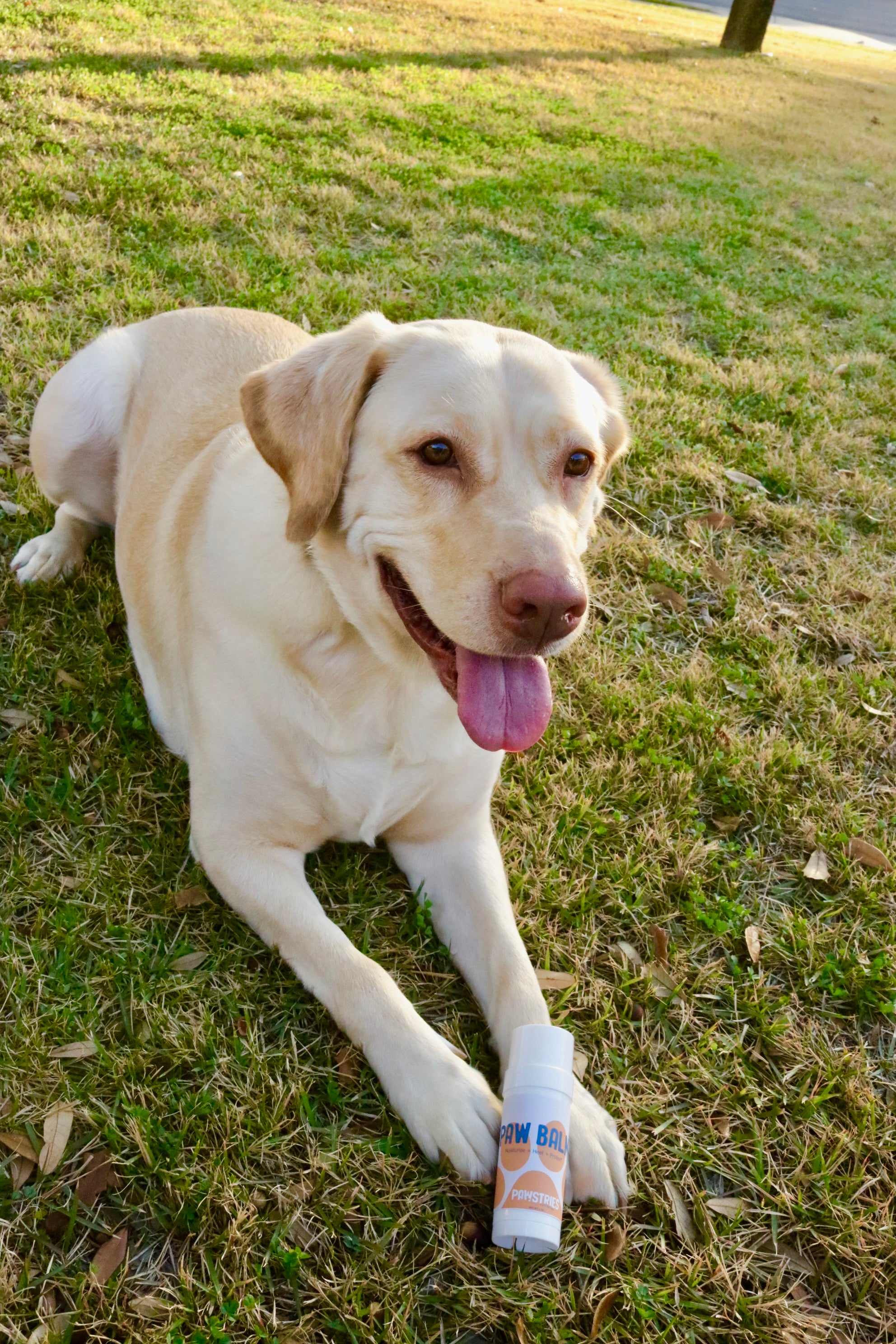 Large Paw Balm