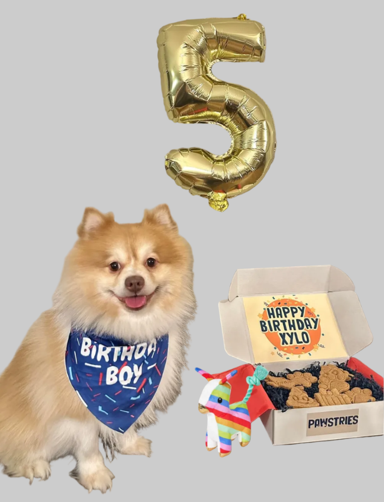 Dog wearing a 'Birthday Boy' bandana with a birthday cake and balloon in the background.