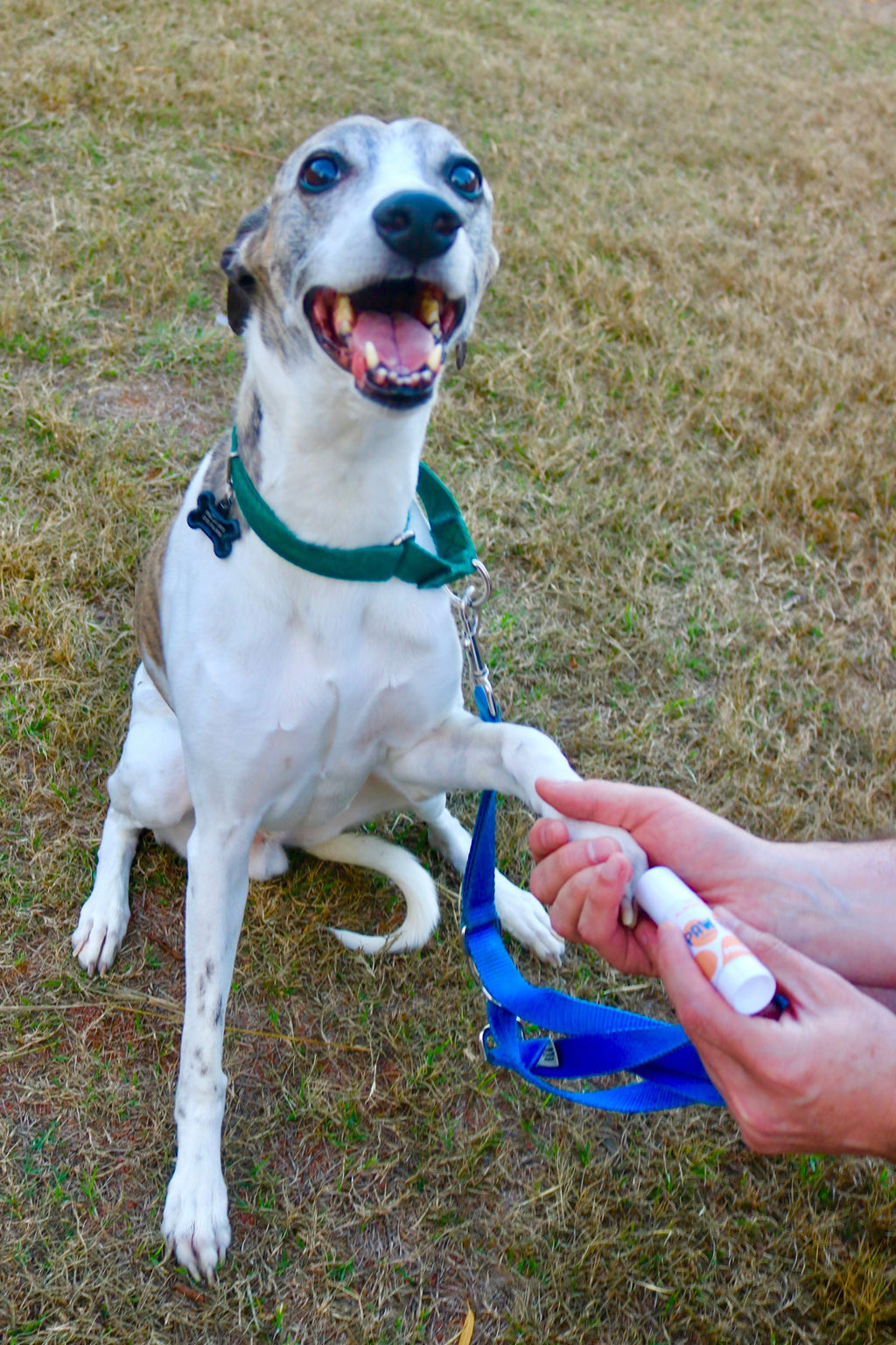 Small Paw Balm