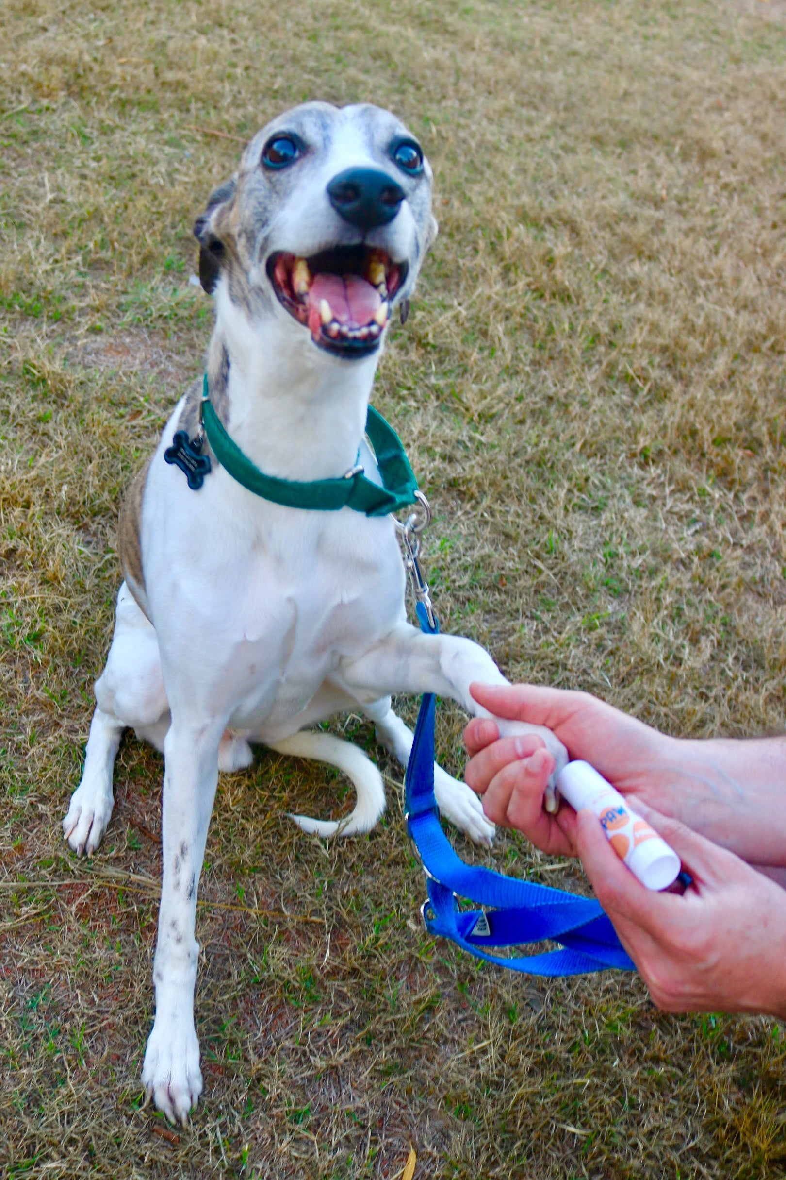 Small Paw Balm