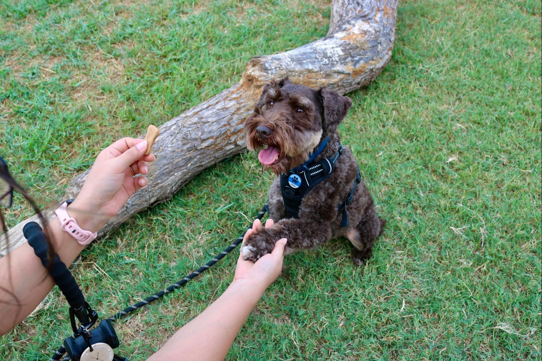 Person interacting with a dog on a grassy area, small bone 
treat in hand